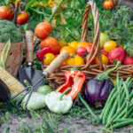 fresh veggie harvest for sprouting spring