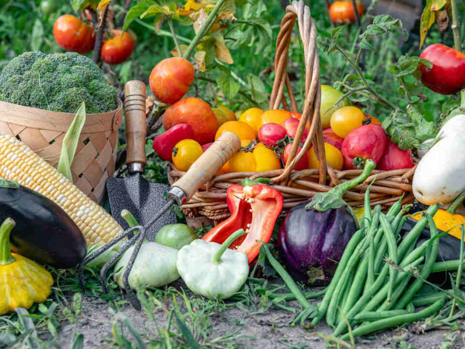 fresh veggie harvest for sprouting spring