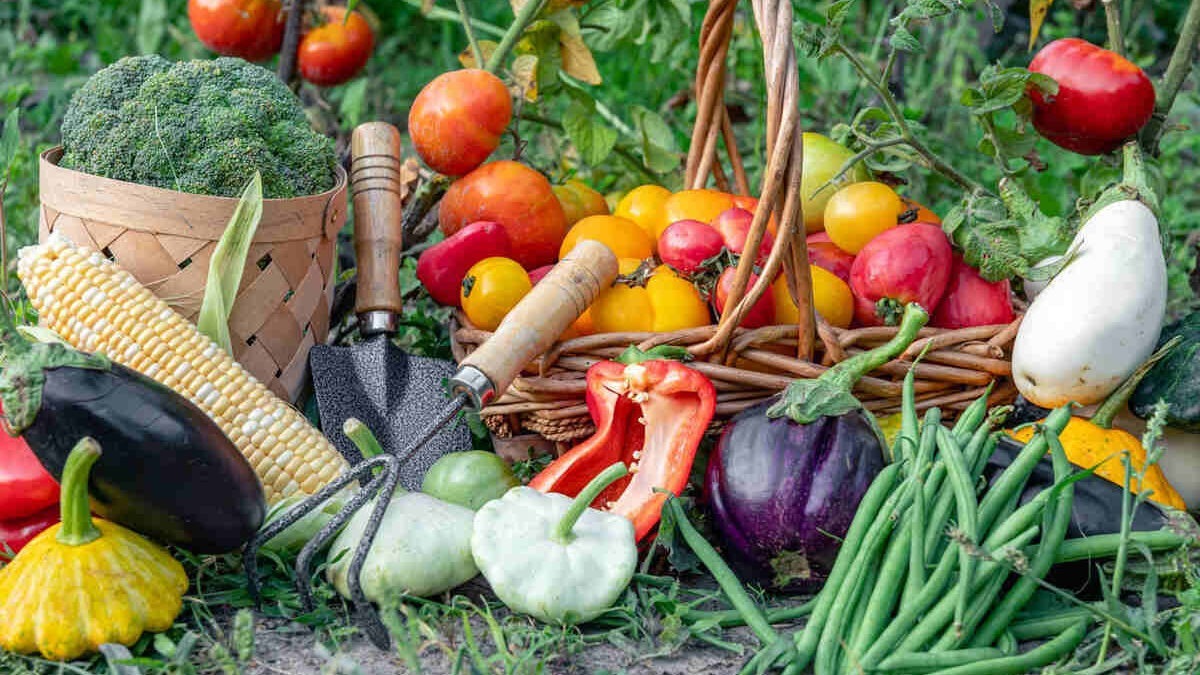fresh veggie harvest for sprouting spring